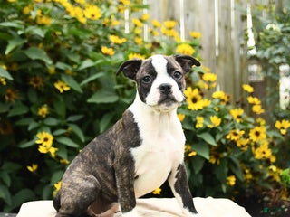 Boston Terrier dogs - Ad 33