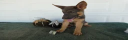 German Shepherd dogs for sale: German Shepherd 5 Princess - Ad 2