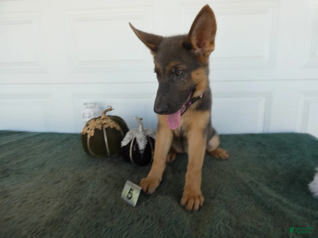 German Shepherd dogs for sale: German Shepherd 5 Princess - Ad 2