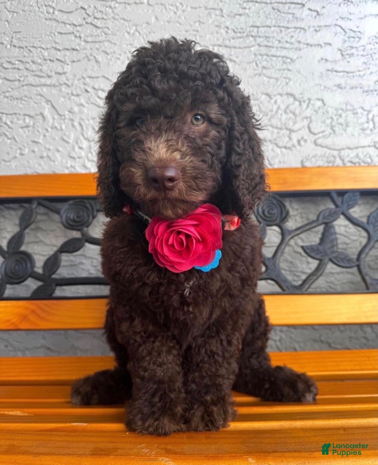Bernedoodle dogs Rylie - Ad 1