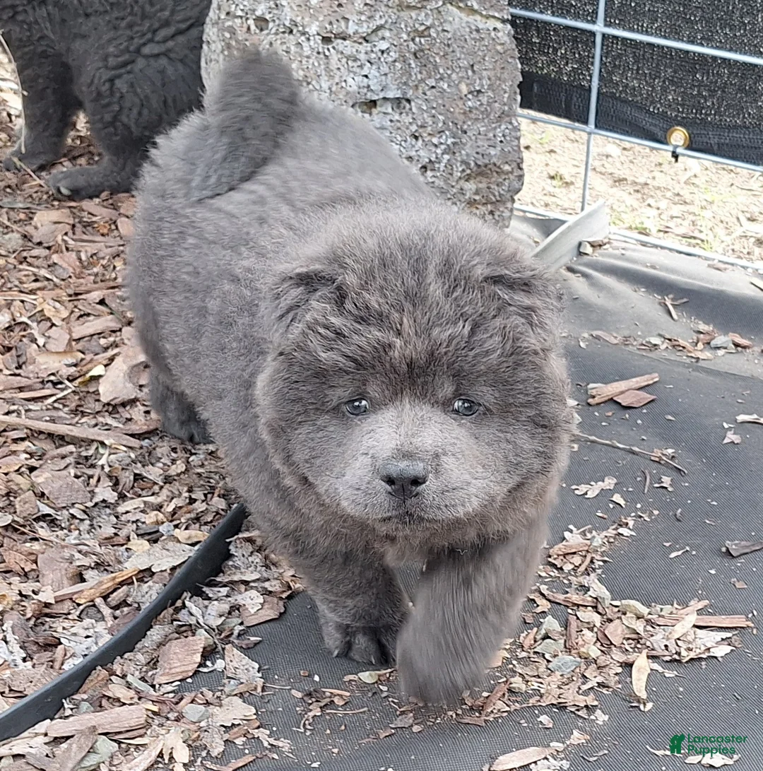 Chow Chow dogs for sale: Chow Chow Puppy 2 - Ad 1