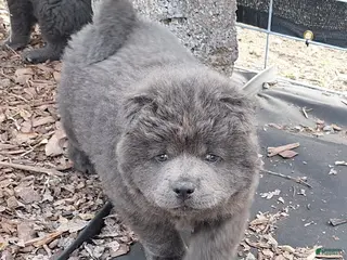 Chow Chow dogs Chow Chow Puppy 2 - Ad 1