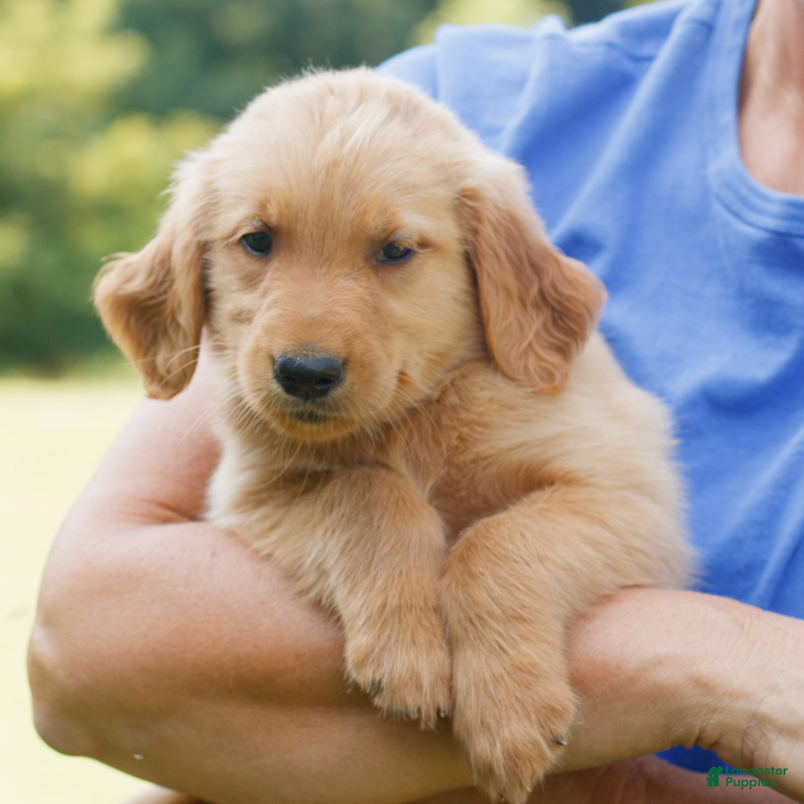 Golden Retriever dogs Bear  - Ad 1