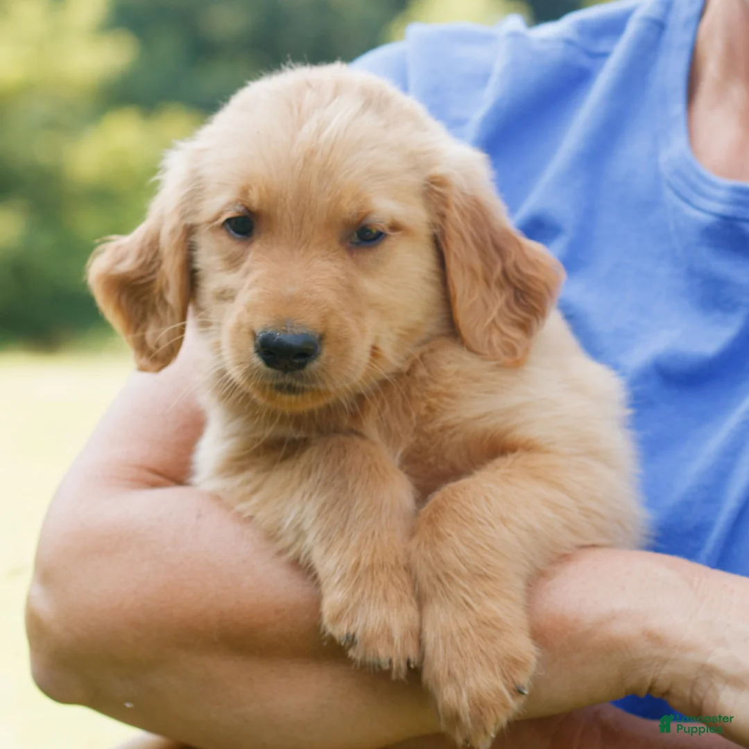 Golden Retriever dogs for sale: Bear  - Ad 1