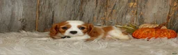 Cavalier King Charles Spaniel dogs for sale: Ryan - Ad 6