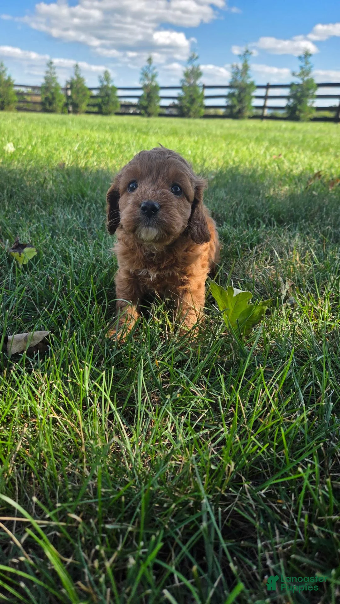 Cavapoo dogs for sale: Hailey - Ad 1