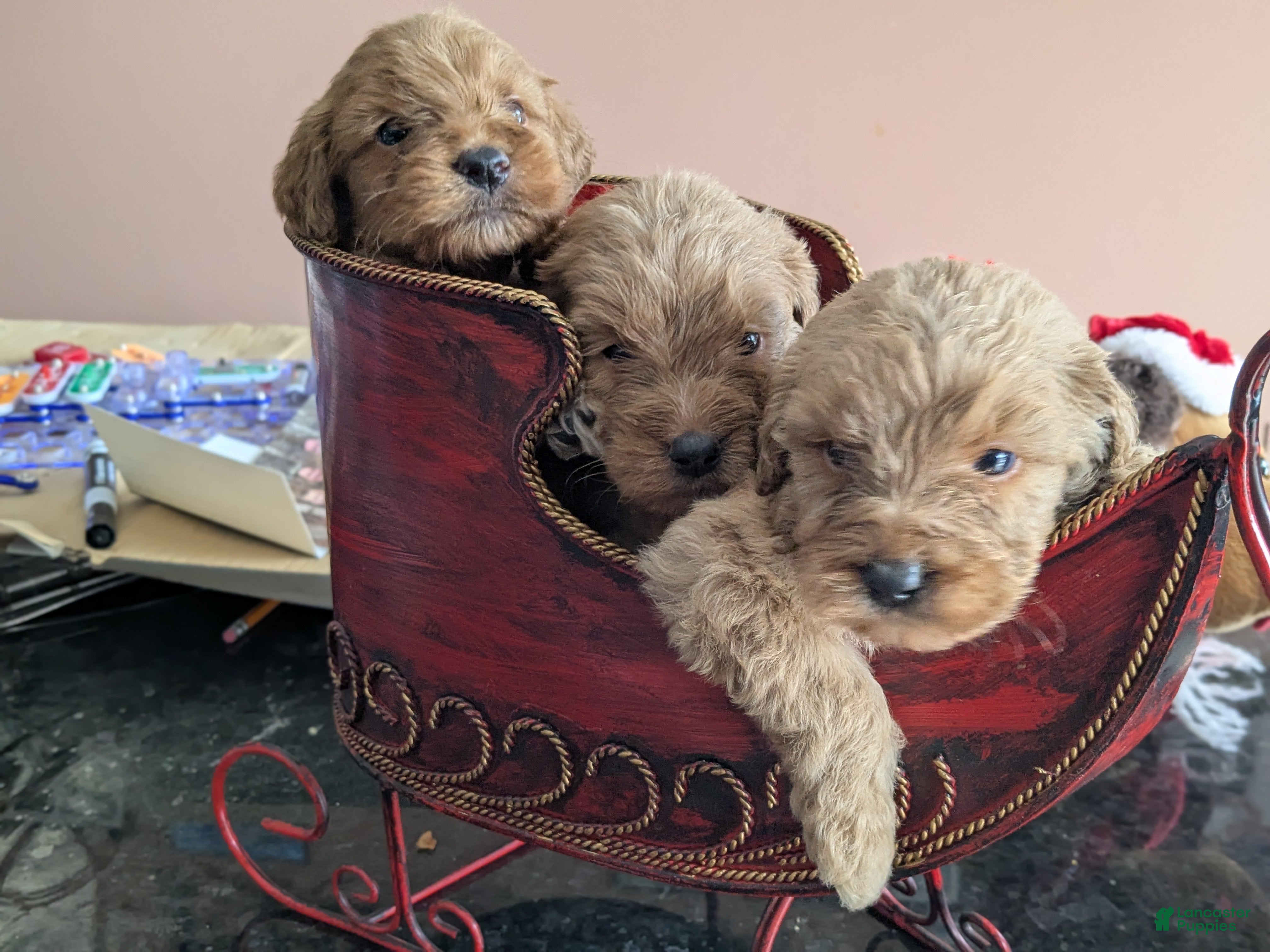 Goldendoodle dogs Goldendoodle Puppy 3 - Ad 24