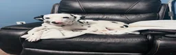Dalmatian dogs for stud: Dalmatian stud  - Ad 7