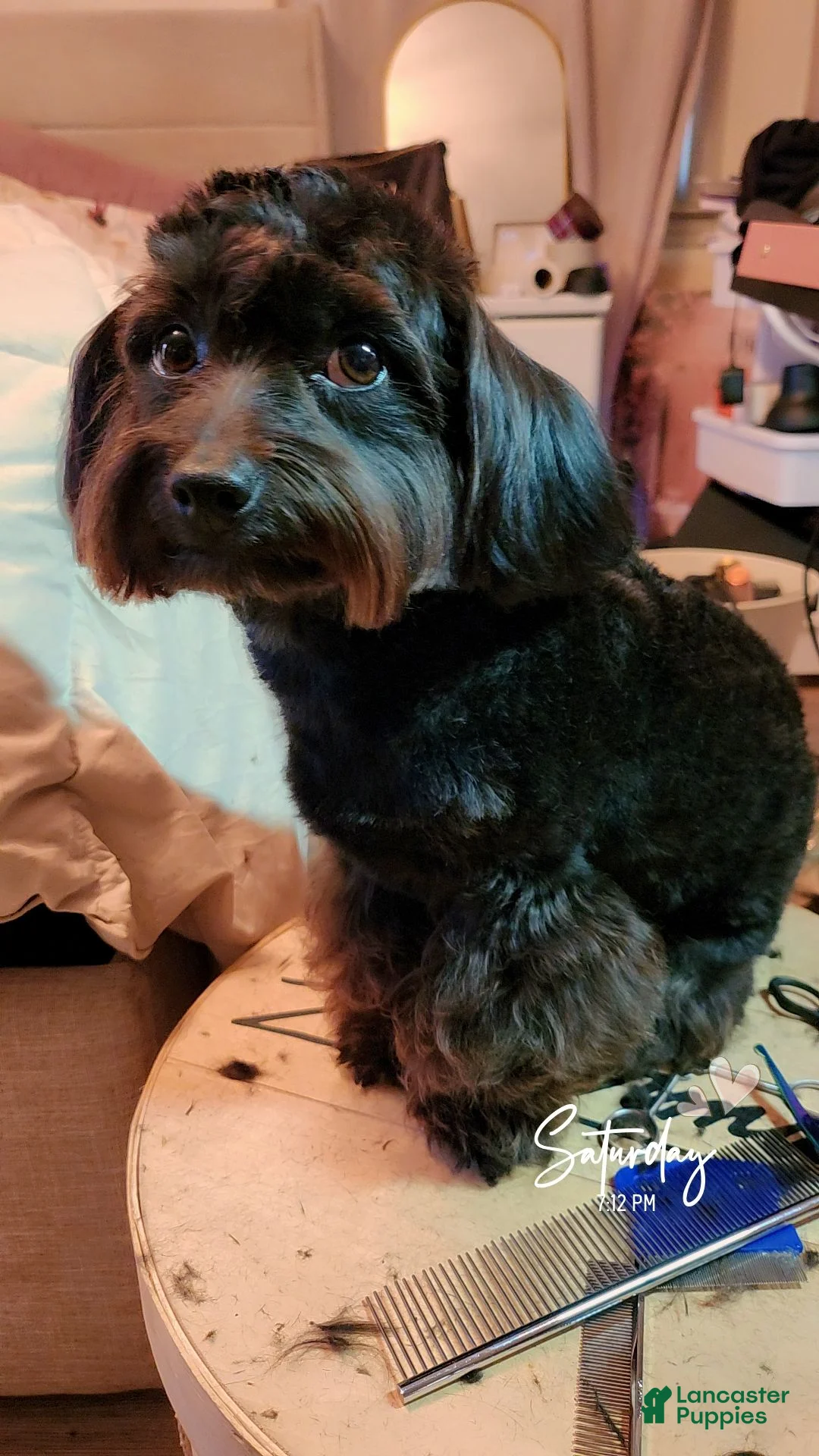 Cavapoo dogs for sale: Paris - Ad 9
