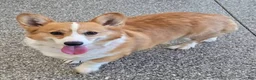 Mixed Breed dogs for sale: Sonnie - Ad 4