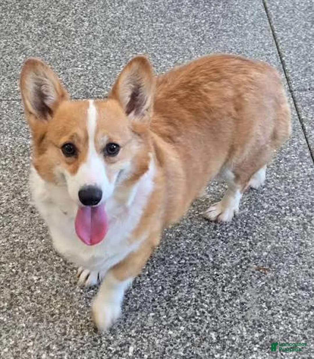 Mixed Breed dogs for sale: Sonnie - Ad 4