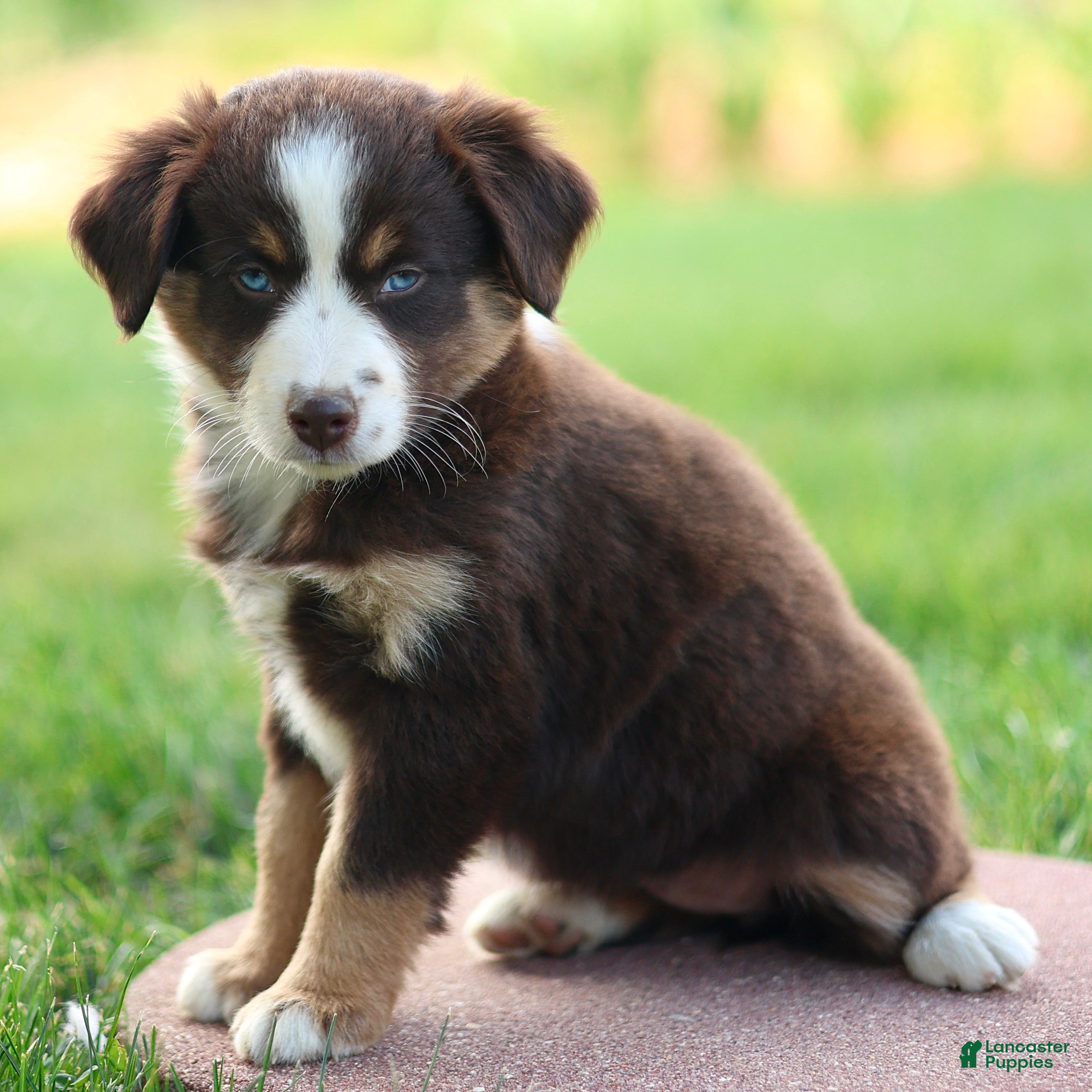 Miniature Australian Shepherd dogs Jewel - Ad 1