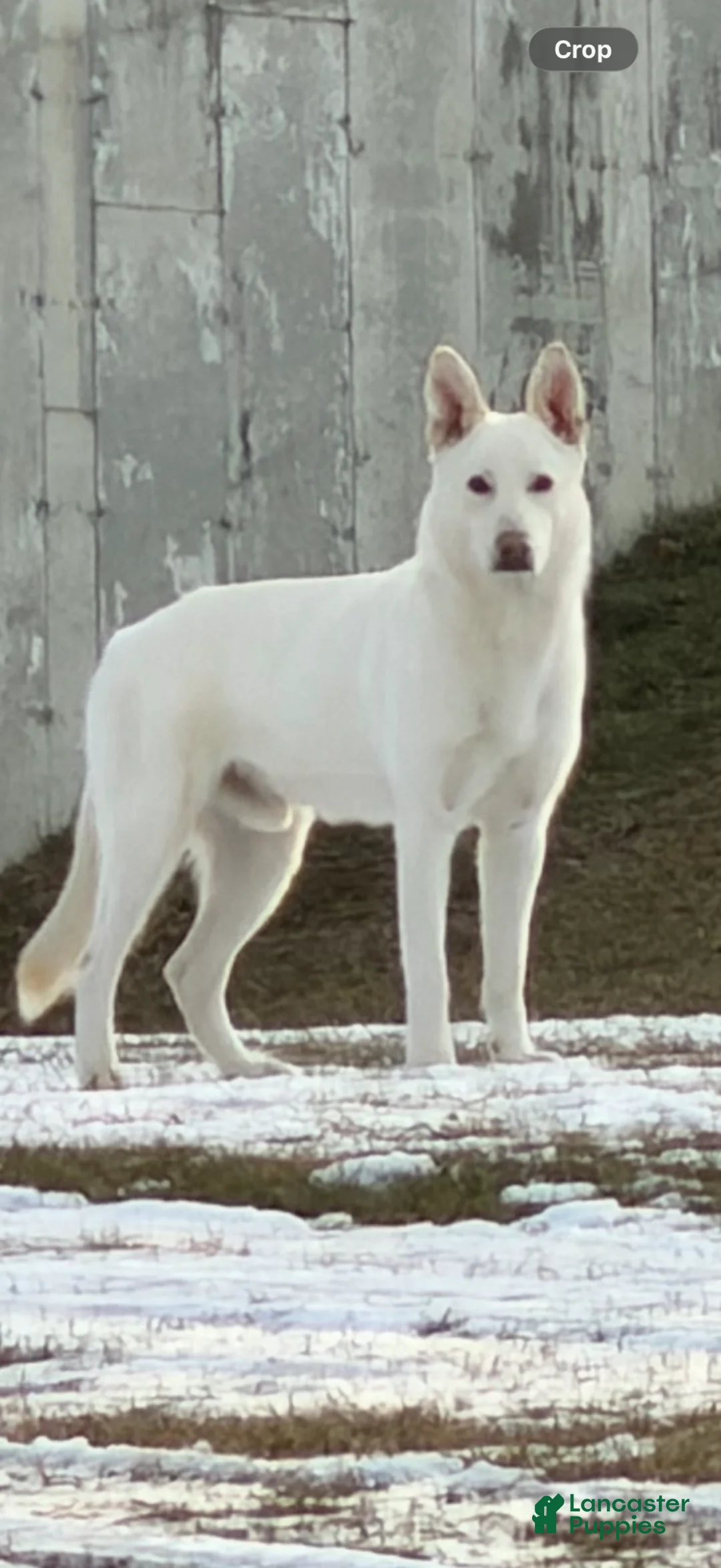 German Shepherd dogs for sale: German Shepherd Puppy 3 - Ad 3