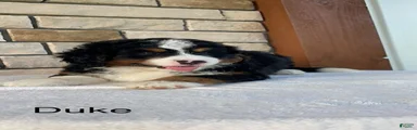 Duke