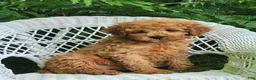 Miniature Poodle dogs for sale: Lila - Ad 7