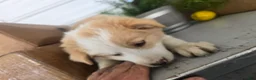 Border Collie dogs for sale: Goldie  - Ad 5