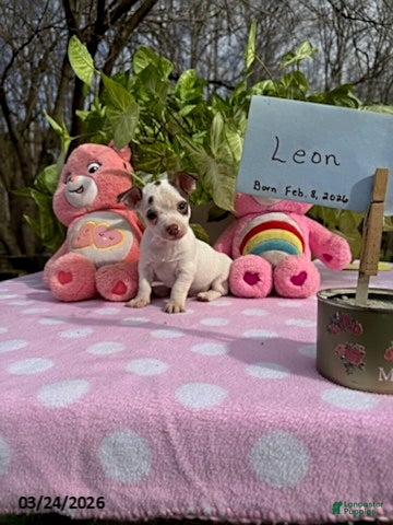 Chihuahua dogs Leon - Ad 1