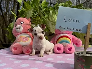 Chihuahua dogs for sale: Leon - Ad 1