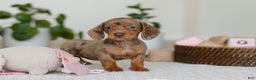 Miniature Dachshund dogs for sale: Bella - Ad 3