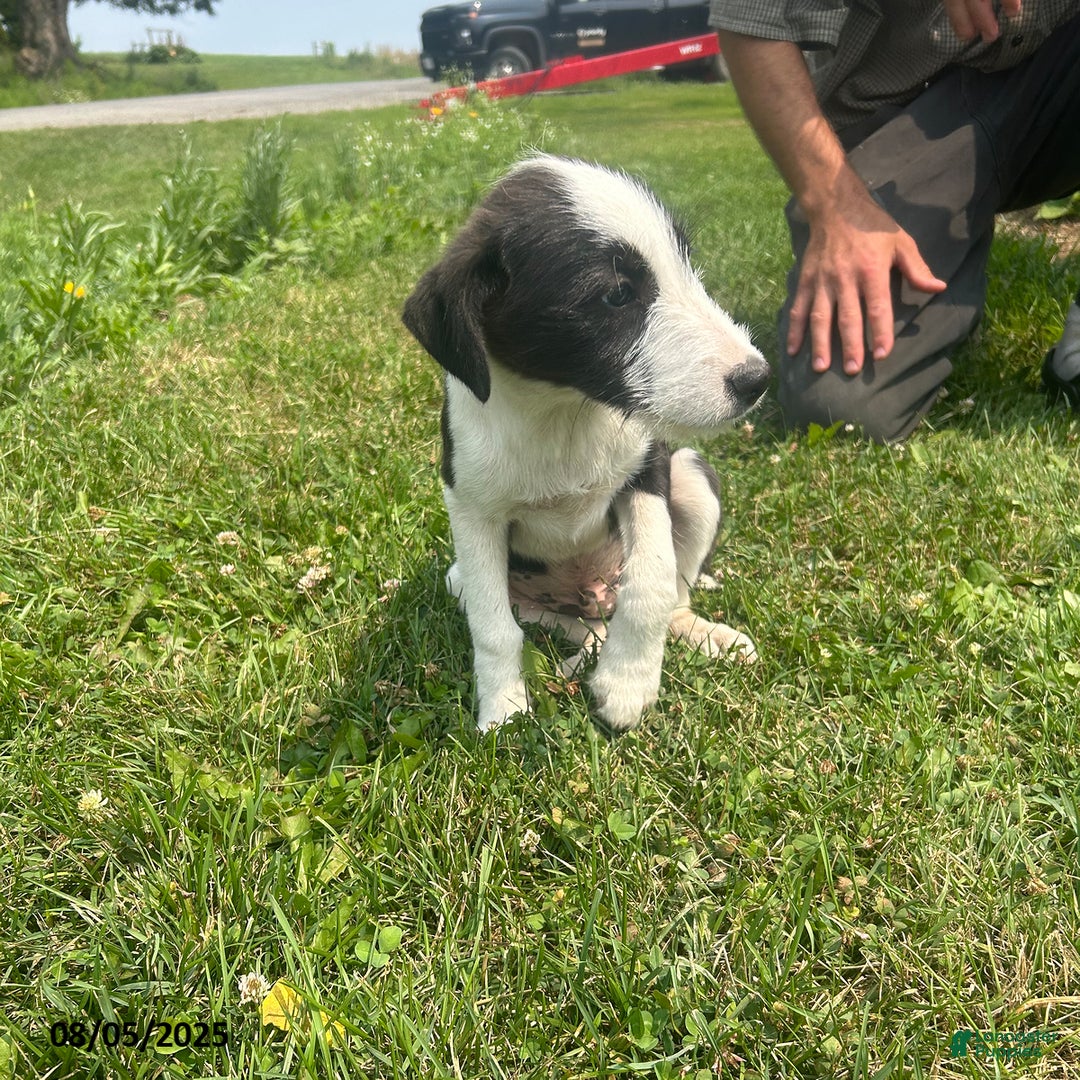 Jack Russell Cocker Spaniel Cross Poodle Jackapoo Puppies For Sale