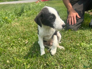 Mixed Breed dogs - Ad 3