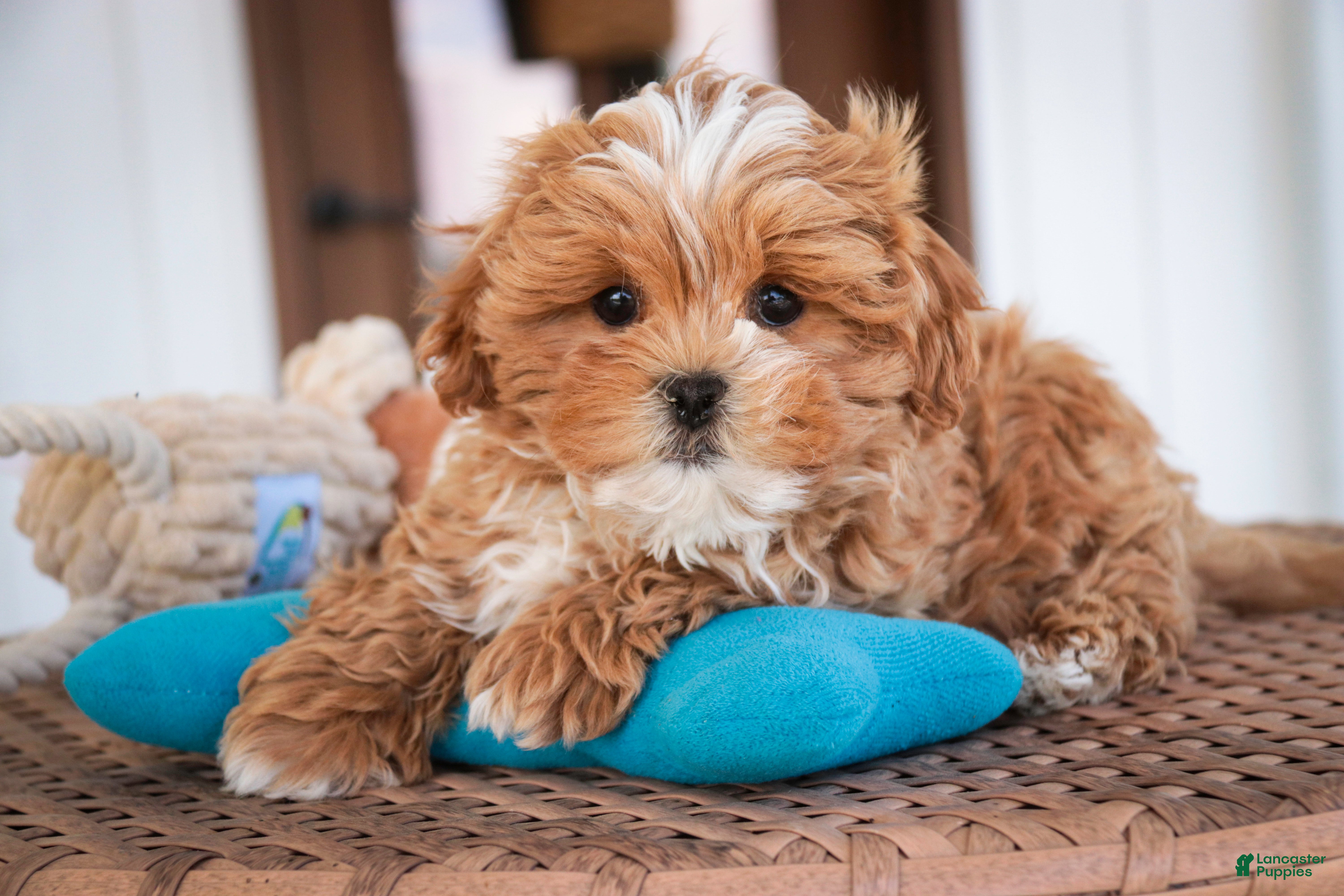 Shihpoo dogs Bowie - Ad 1