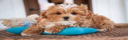 Shihpoo dogs for sale: Bowie - Ad 1