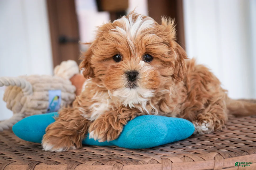 Shihpoo dogs for sale: Bowie - Ad 1