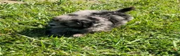 Mini Bernedoodle dogs for sale: Zeus-Mini Bernedoodle 2 - Ad 3