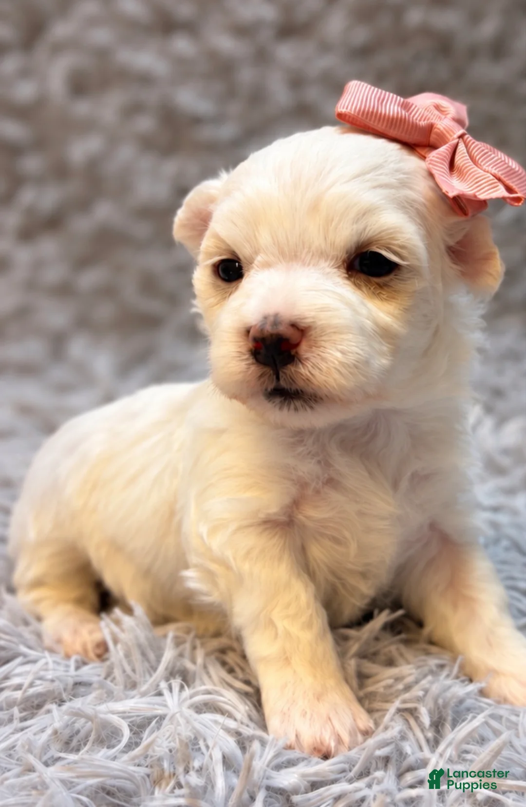 Maltese dogs for sale: Daisy  - Ad 2