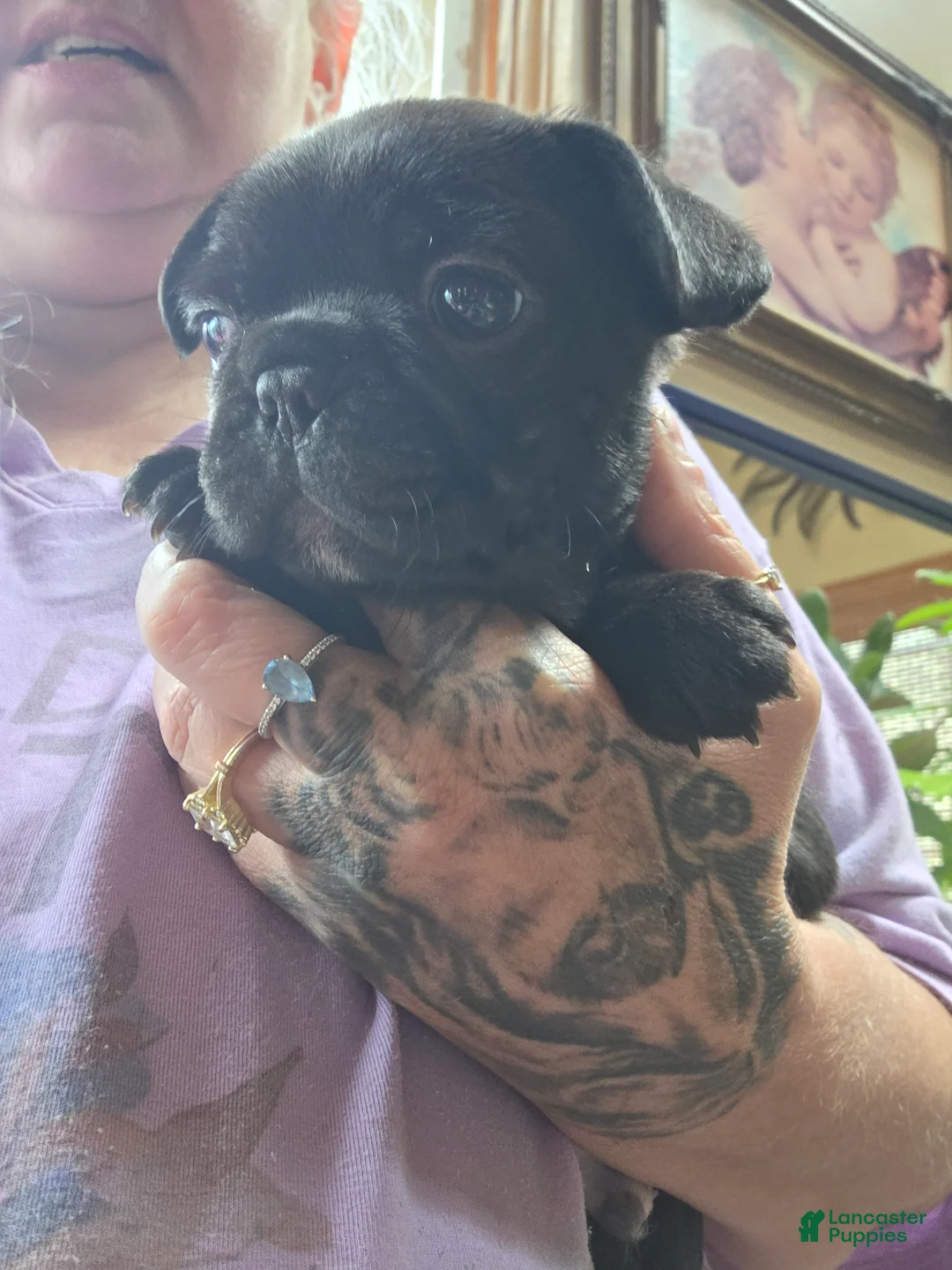 Frenchton dogs for sale: Sam - Ad 2