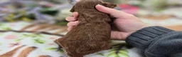Cockapoo dogs for sale: Emily - Ad 5
