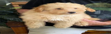 Toy Poodle 2
