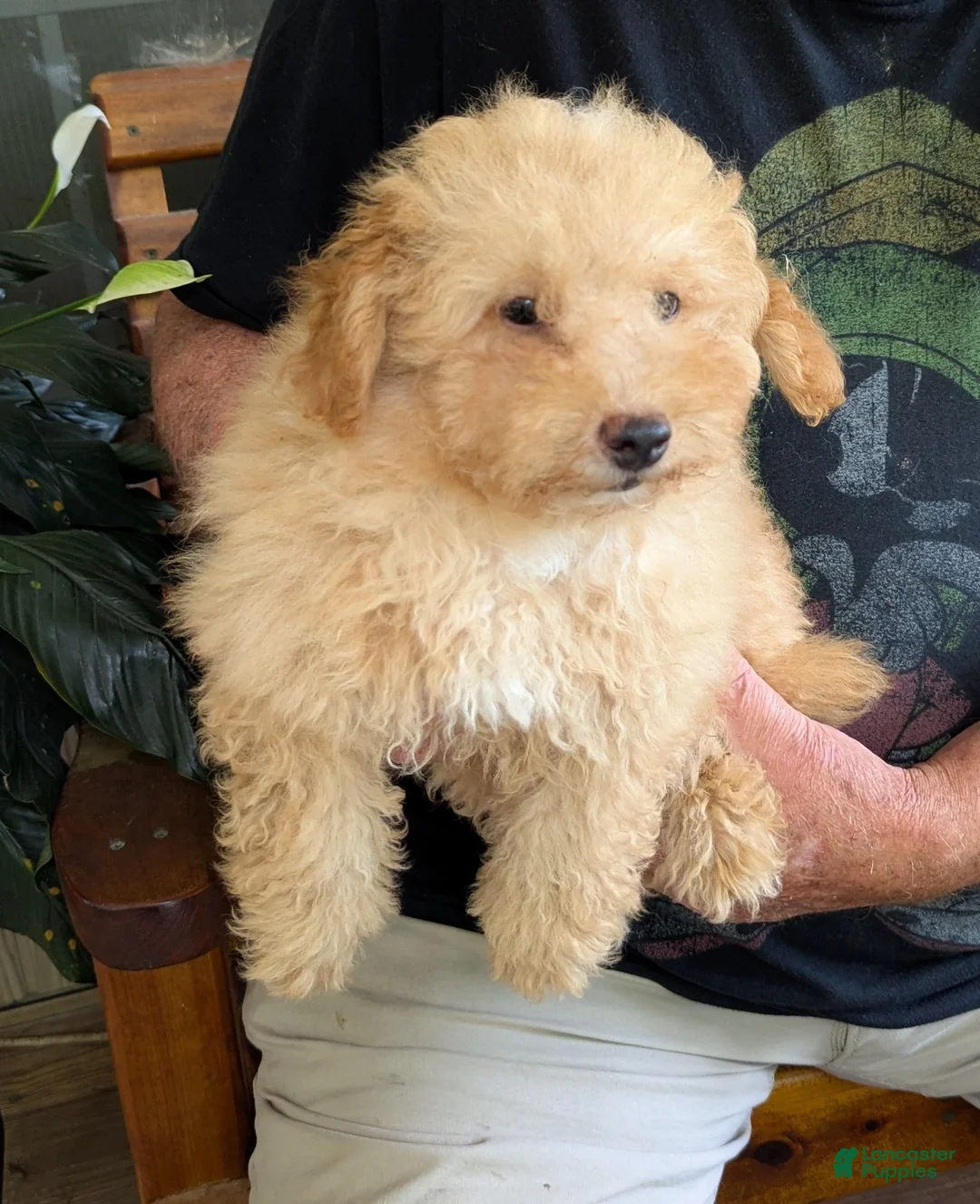 Toy Poodle dogs for sale: Toy Poodle 2 - Ad 1