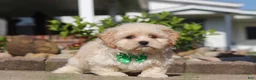Shihpoo dogs for sale: Trandon - Ad 4