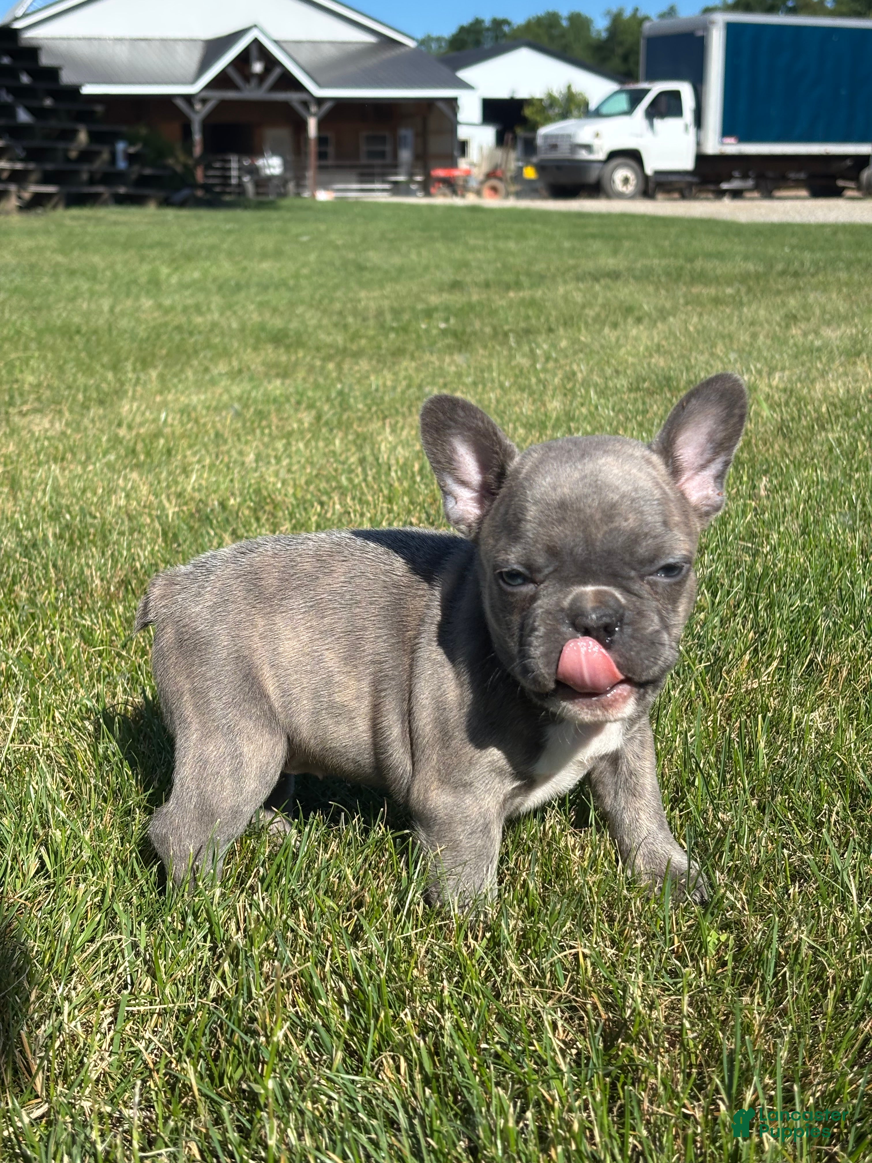 French Bulldog dogs for sale: Rachel - Ad 3