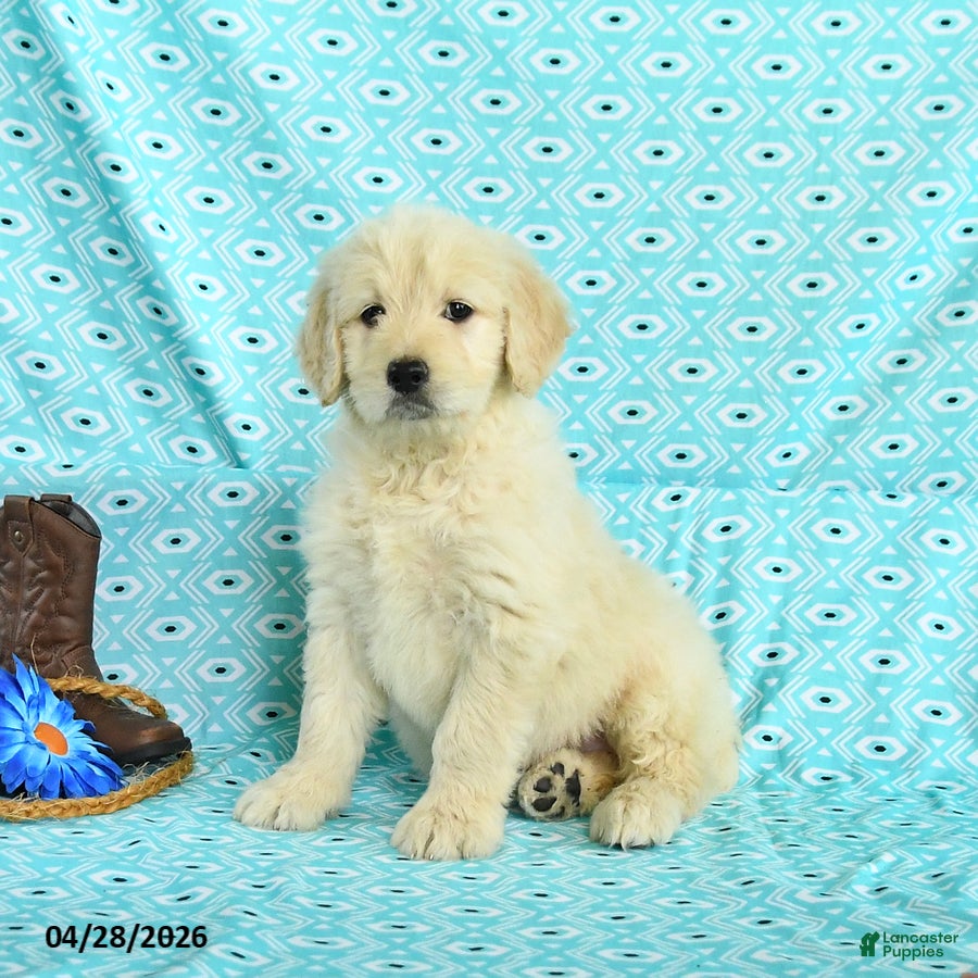 Goldendoodle dogs Mandy - Ad 1