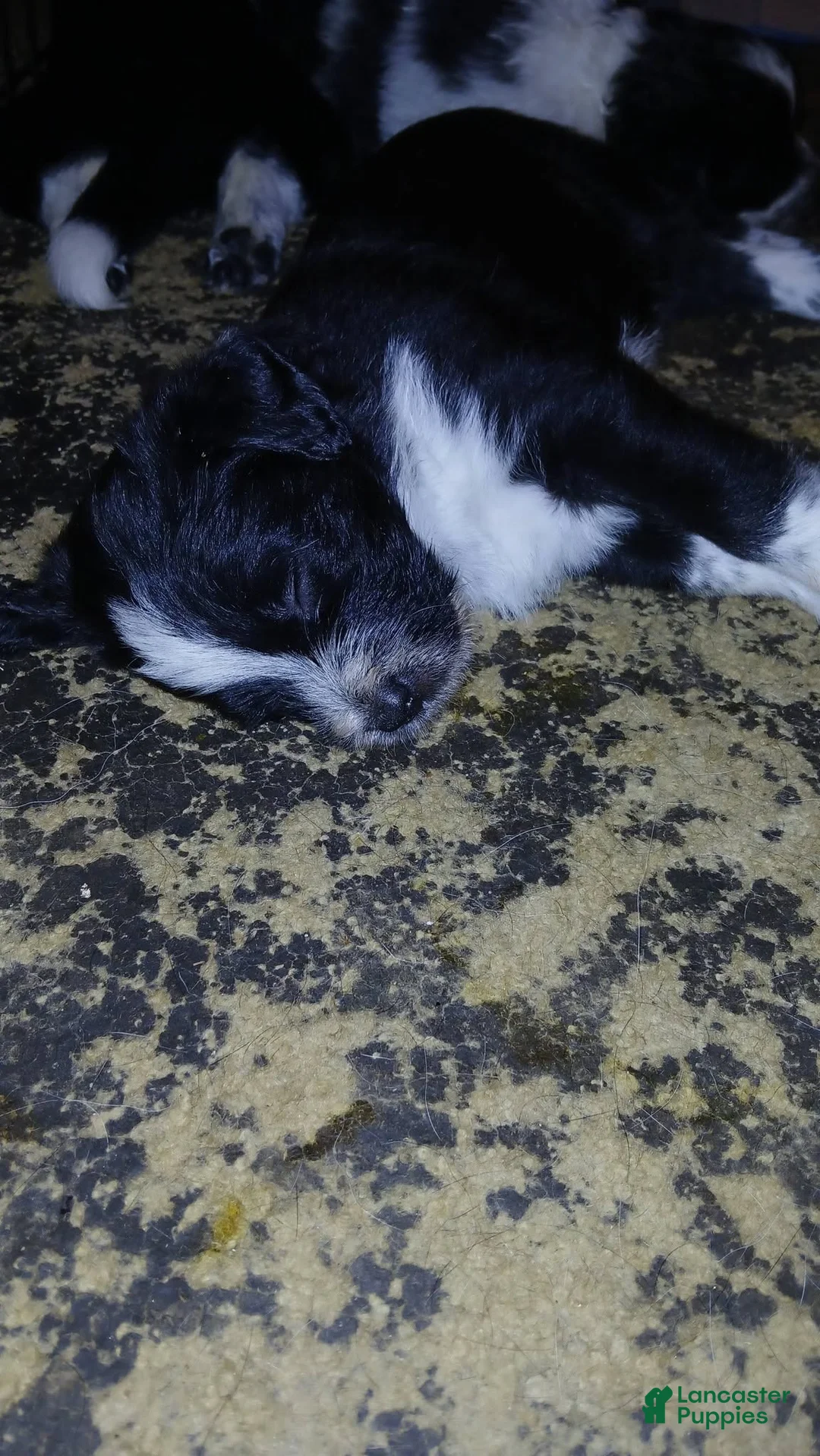 Mixed Breed dogs for sale: Harley - Ad 10