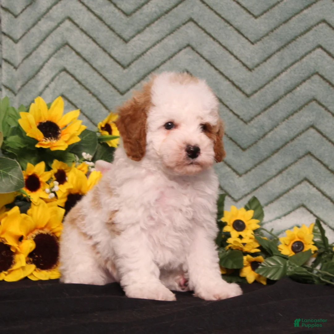 Miniature Poodle dogs for sale: Yale - Ad 2