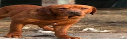 Labrador Retriever dogs for sale: Cookie - Ad 5