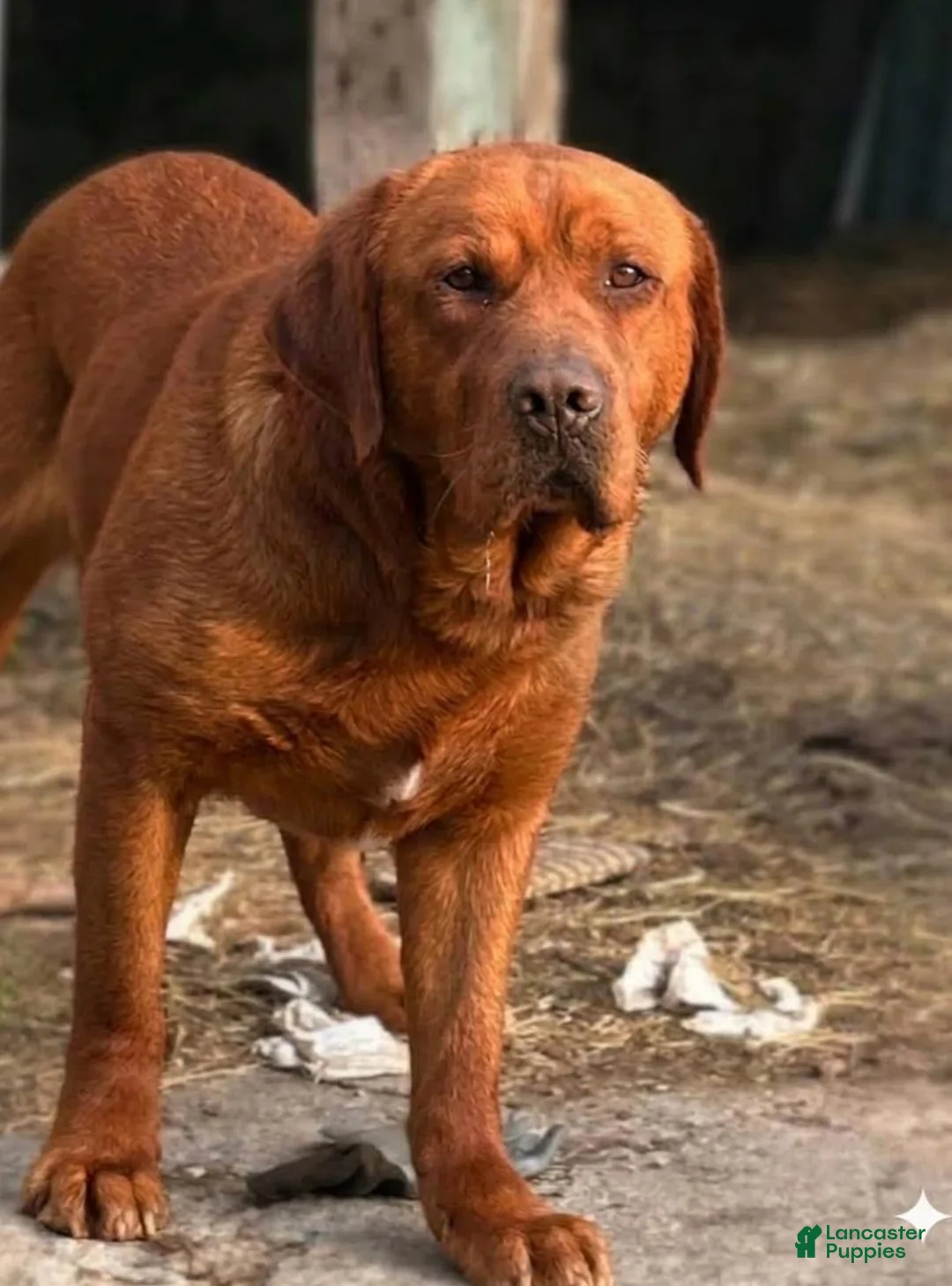 Labrador Retriever dogs for sale: Cookie - Ad 5