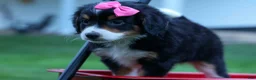 Bernedoodle dogs for sale: Yancy ❤️ - Ad 9