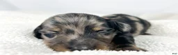 Miniature Dachshund dogs for sale: Strawberry - Ad 2