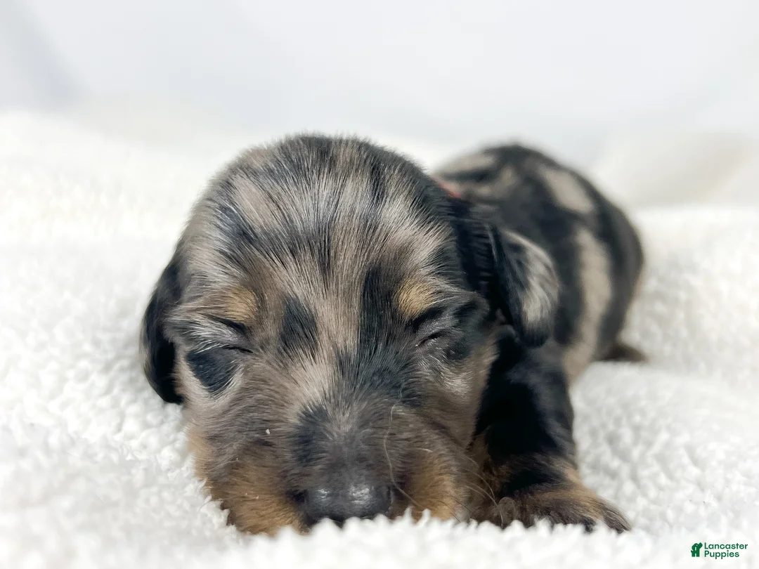 Miniature Dachshund dogs for sale: Strawberry - Ad 2