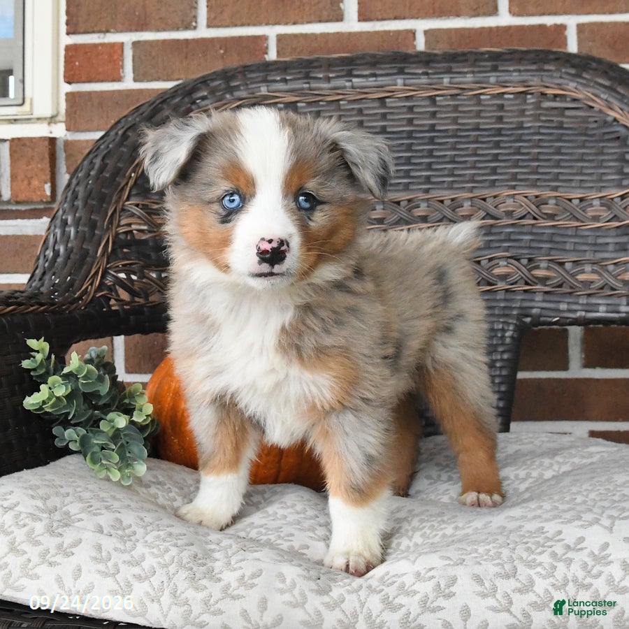 Miniature Australian Shepherd dogs River - Ad 1