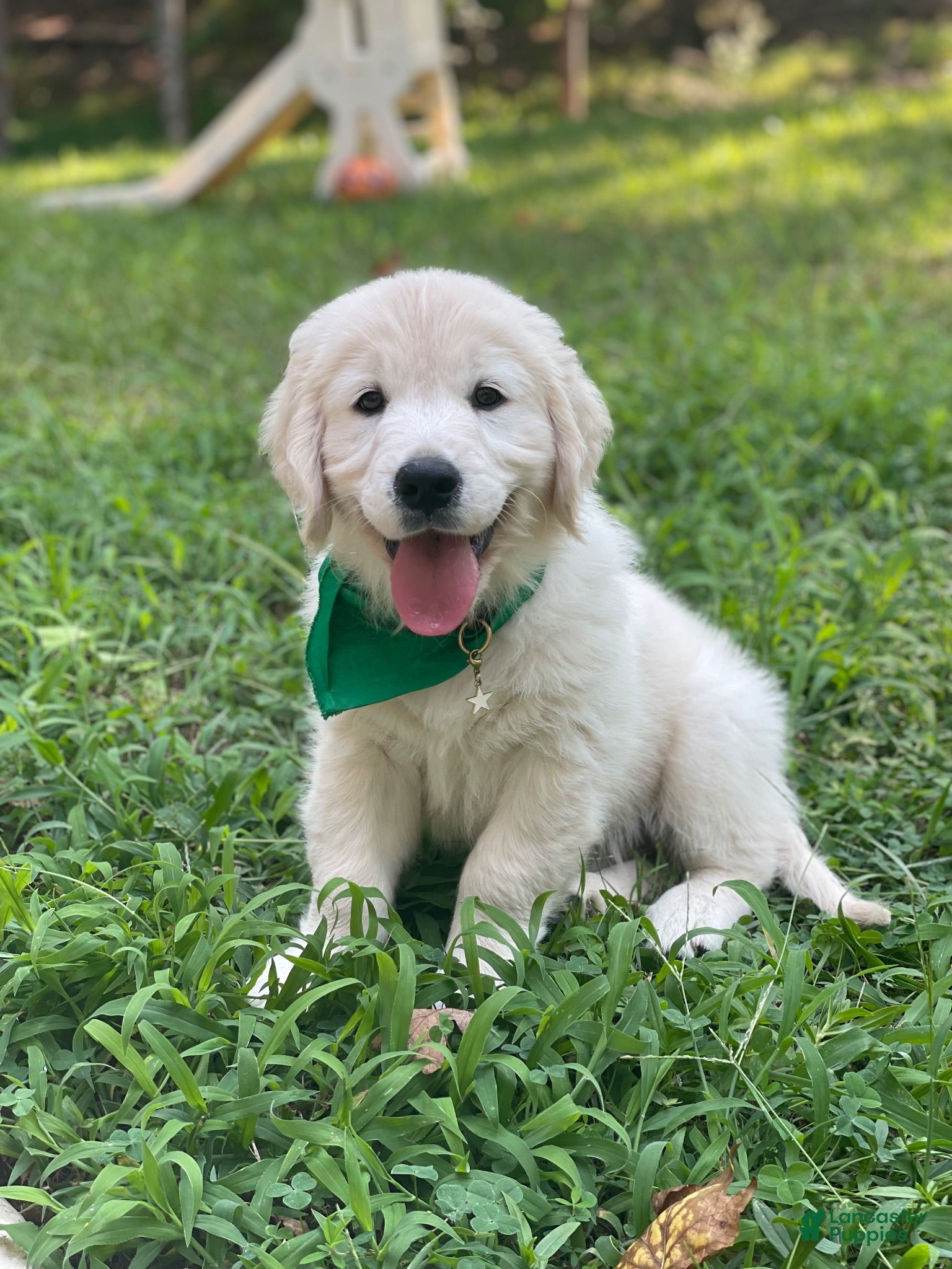 Golden Retriever dogs for sale: Golden Retriever 5 - Ad 2