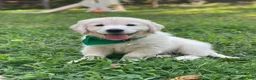 Golden Retriever dogs for sale: Golden Retriever 5 - Ad 1