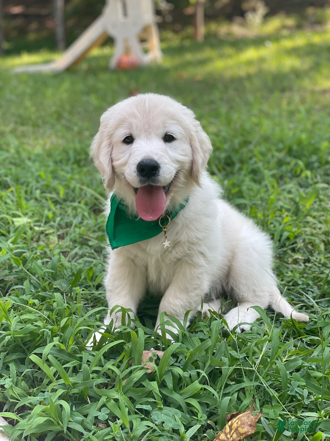 Golden Retriever dogs for sale: Golden Retriever 5 - Ad 1