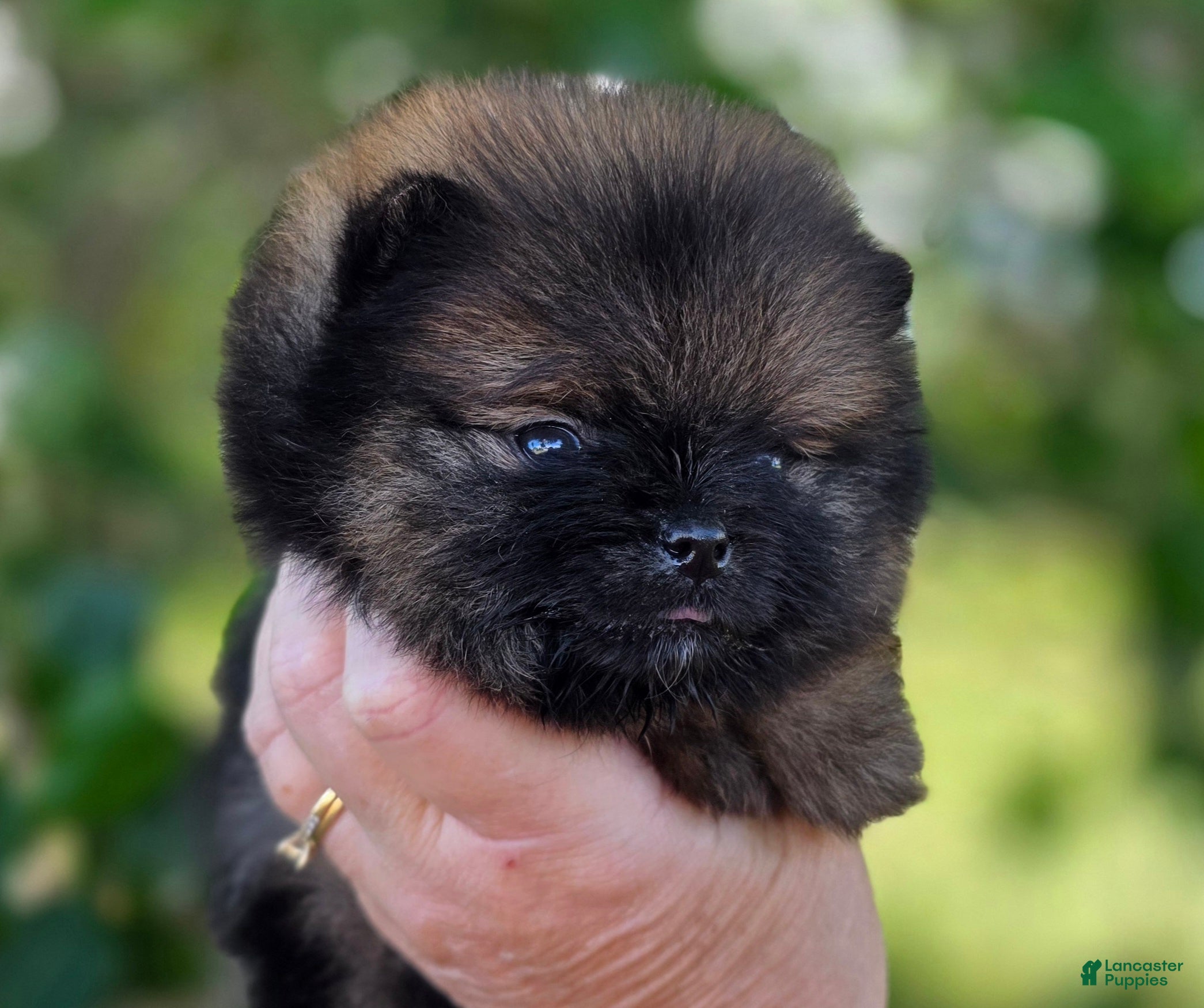 Pomeranian dogs Pomeranian Puppy 1 - Ad 2
