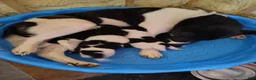 Akita dogs for sale: Akita female #3 - Ad 4